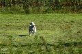 2010-10-03 Coursing-Training GE (20)